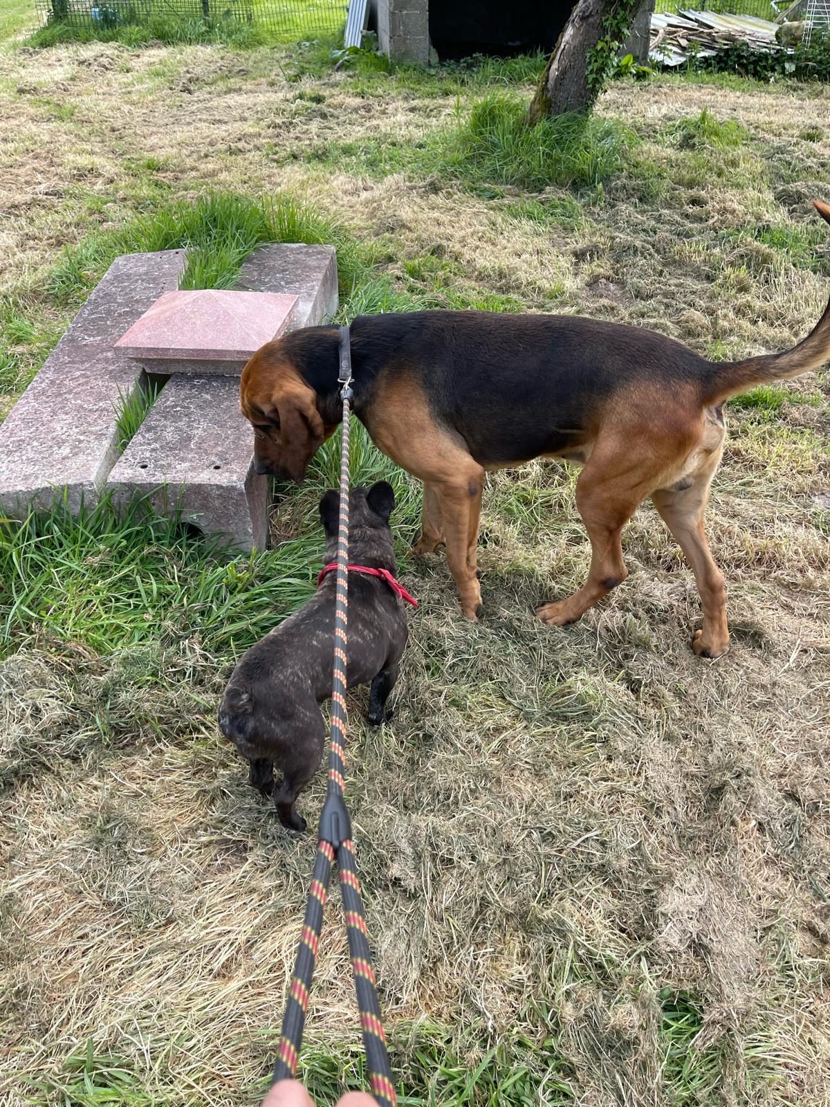 pension-canine-chien-garde2