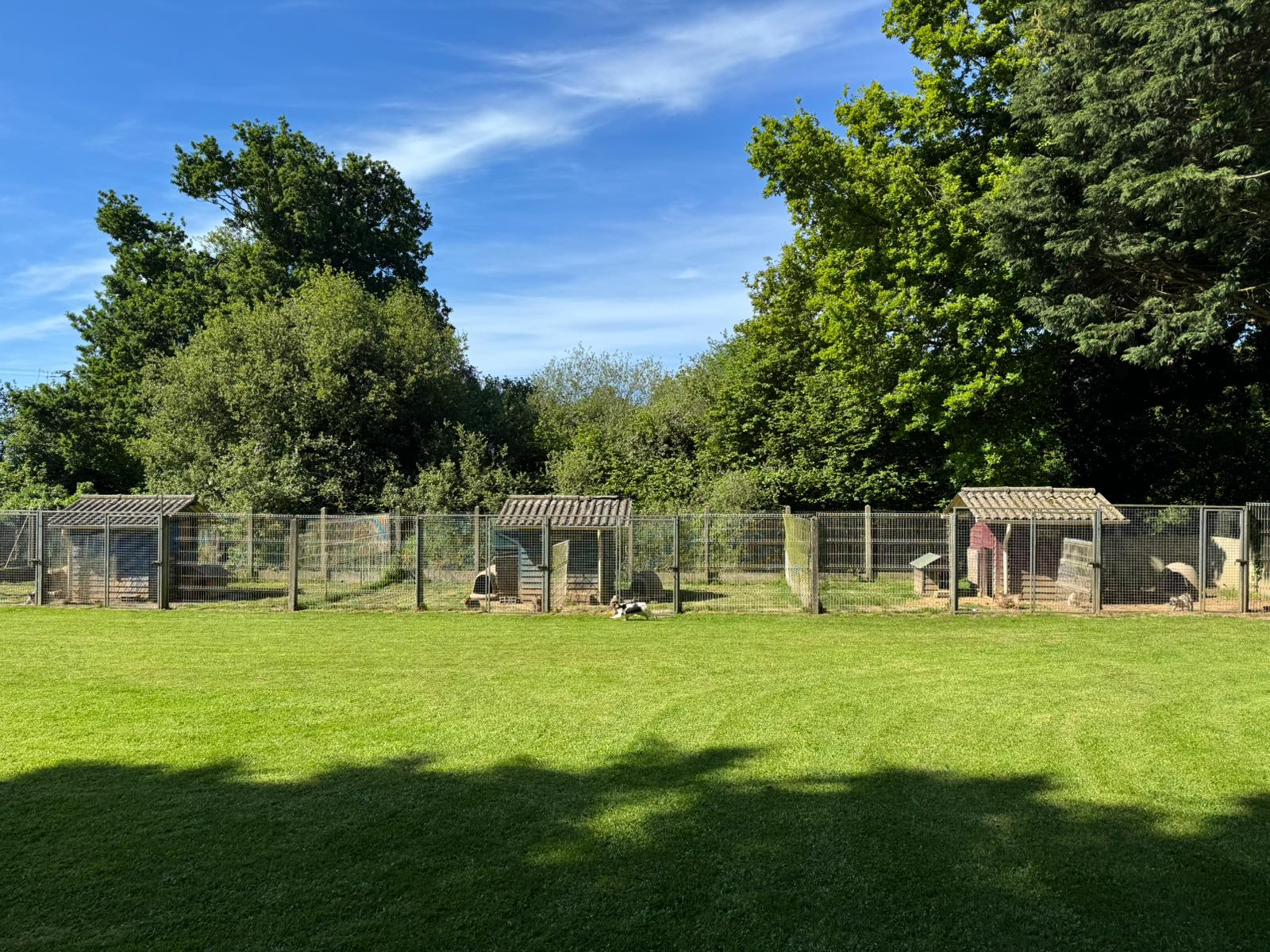 pension-canine3