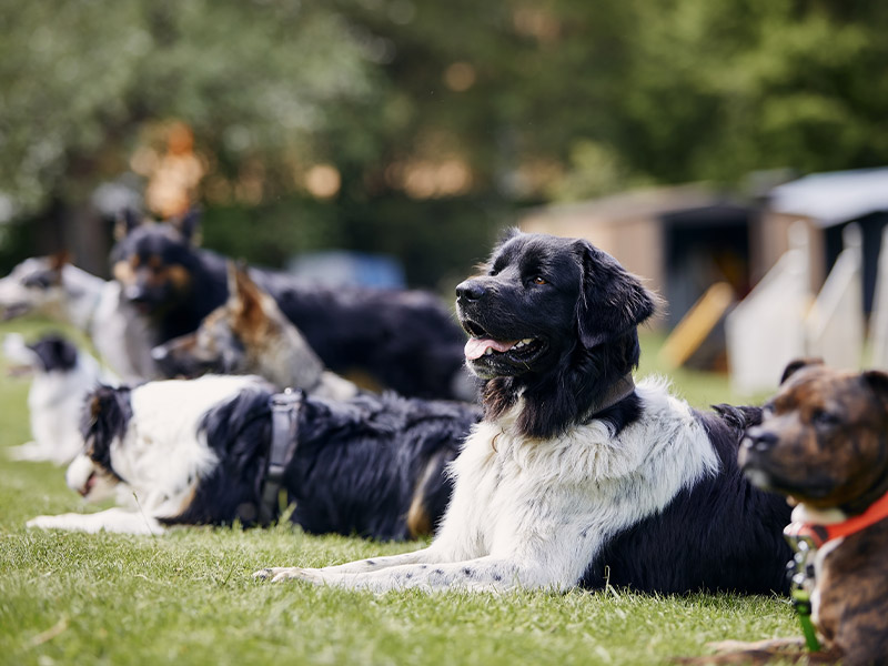 pension-canine