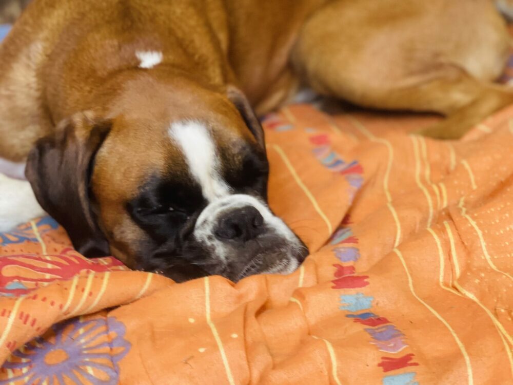 beauregard-du-chien-pension-canine