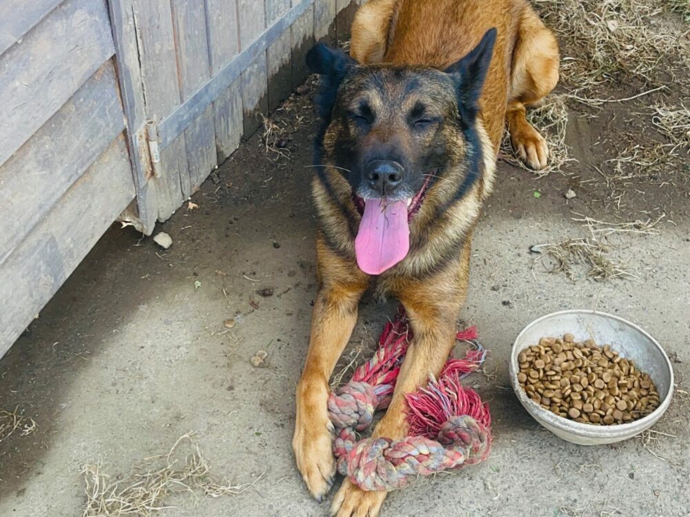 pension-canine-saint-clet